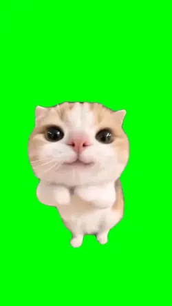 Dance Cat 