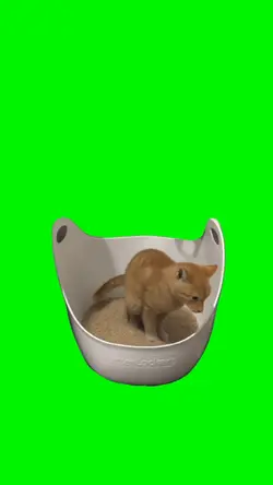 Cat Spin Microwave 