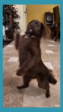 dancing dog