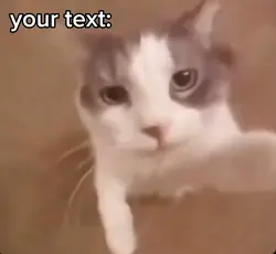 Cat kissing