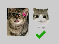 Cat trend