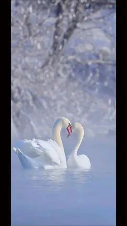 18 video or photo 