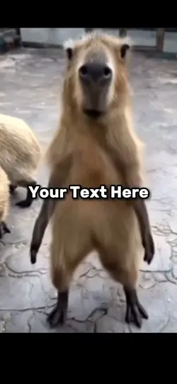 Capybra dancing