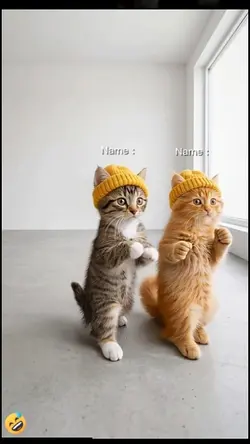 cute Cat