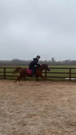 Race horse 
