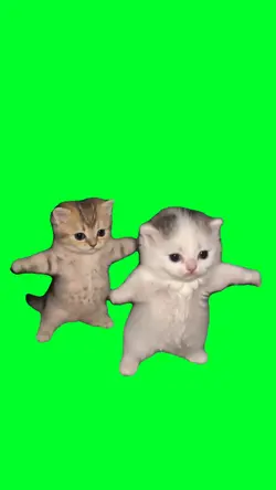 Kitten dance trend