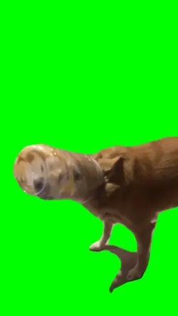 doggy get stuck 