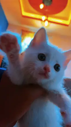 Naught Cat