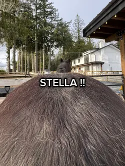STELLA !!