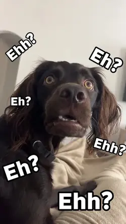 Meme ehh? eh? ehhhh?
