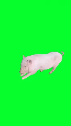 pow pow dance pig