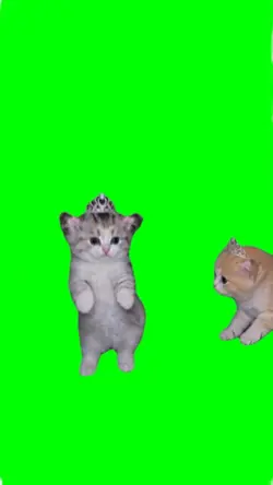 cat dancing meme
