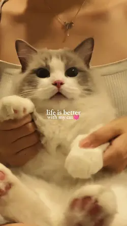 cat template!