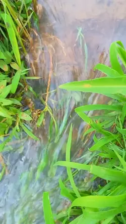 Persawahan