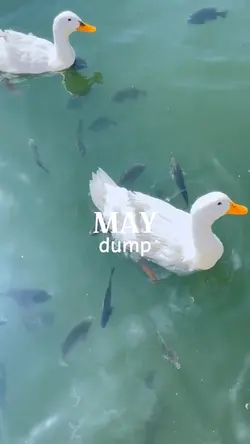 may dump 2025