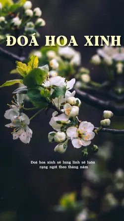 ĐOÁ HOA XINH SẼ LUNG