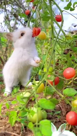 Lovely  bunny 