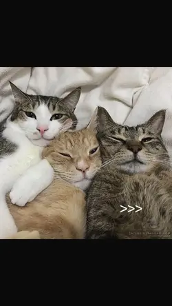Sahabat ber 3