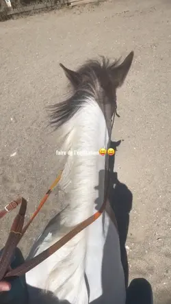 équitation
