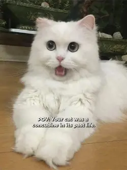 China Cat