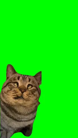Cross Eyed Cat