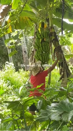 lifewhen im offlin