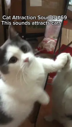 Cat Attraction sound