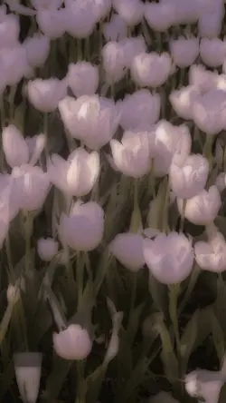 Tulipanes 
