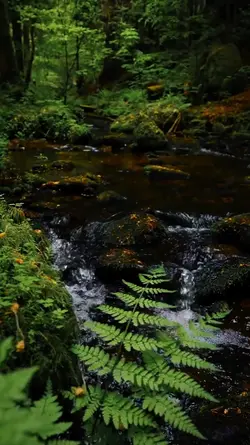5 video aesthetic hd