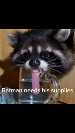 Batman raccoon