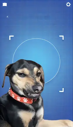 CACHORRO ROSNANDO