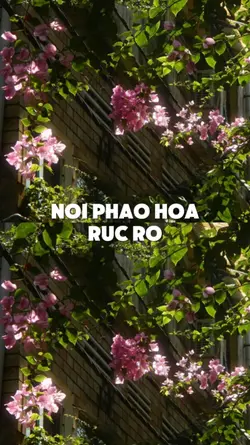 NƠI PHÁO HOA RỰC RỠ 