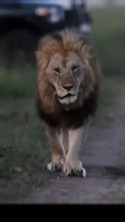 Grrr🦁