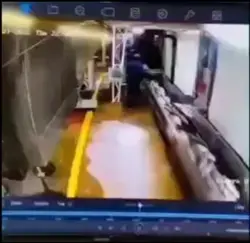 Fish.