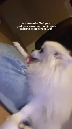 Meu dog