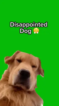 Disappointed Dog 🐕 