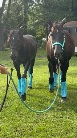 Just horsin around