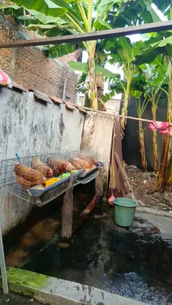 vitamin ayam omega