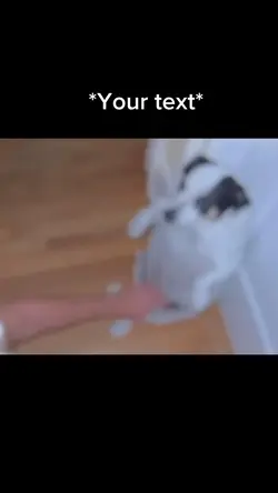 Dog meme
