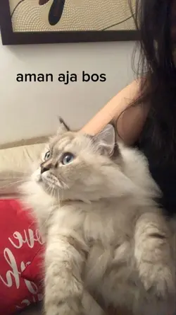 aman aja bos
