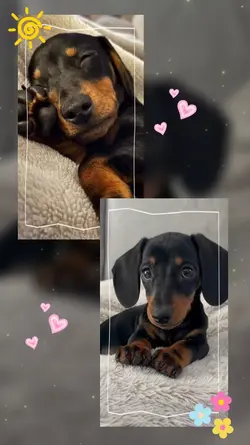 meus pets