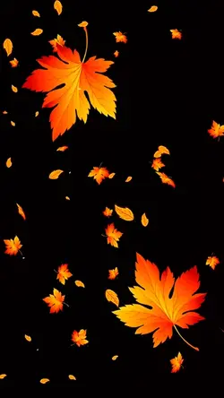 Maple Leaf Effect