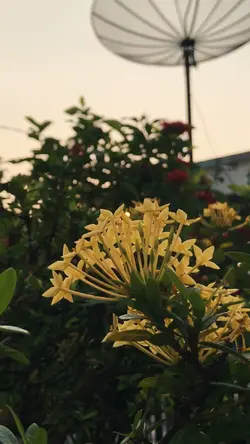 aesthetic pagi 