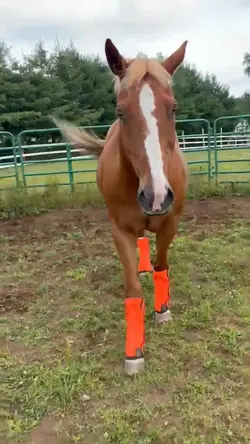 AWWW