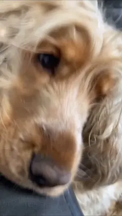 Free dog edit 2