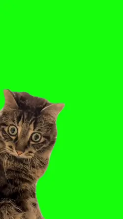 Cat viral 
