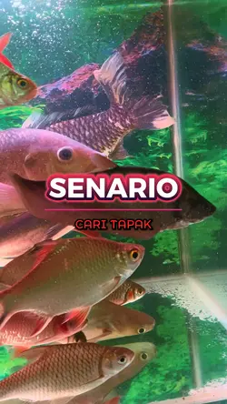Senario