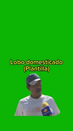 Lobo domesticado