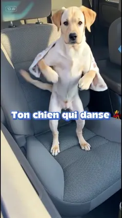 Ton chien 🐕 danse 🚨🔥