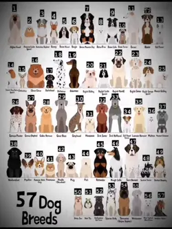 Dog edit
